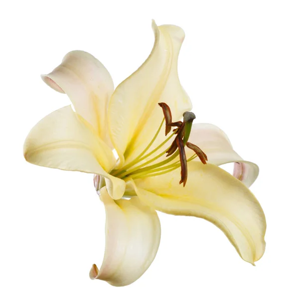 Элегантный Желтый Цветок Лилии Белом Фоне — стоковое фото