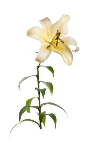 Flor Lírio Amarelo Elegante Isolado Fundo Branco — Fotografia de Stock