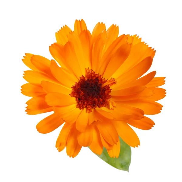 Fleur Calendula Orange Vif Isolé Sur Fond Blanc — Photo