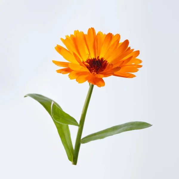 Fleur Calendula Orange Vif Isolé Sur Fond Blanc — Photo