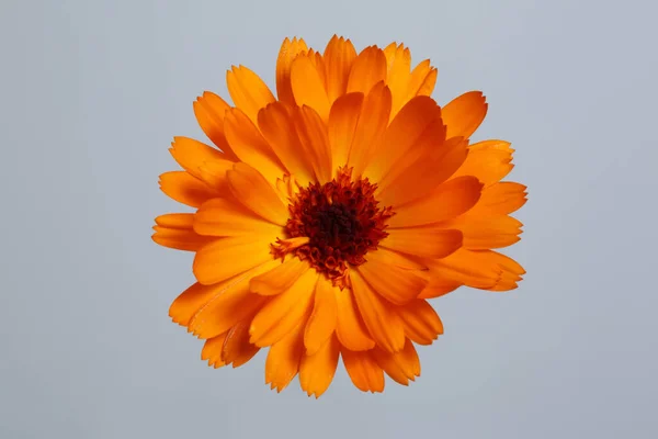 Fleur Calendula Orange Vif Isolée Sur Fond Gris — Photo