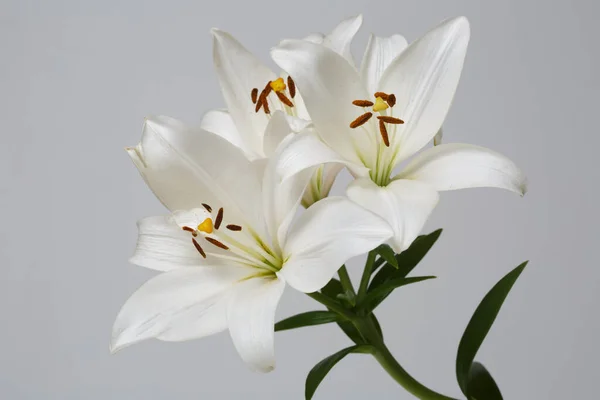 Kytice Něžné Elegantní Bílé Lilie Izolované Šedém Pozadí — Stock fotografie