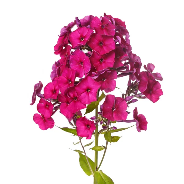 Beyaz arka planda izole edilmiş fenomen koyu pembe..