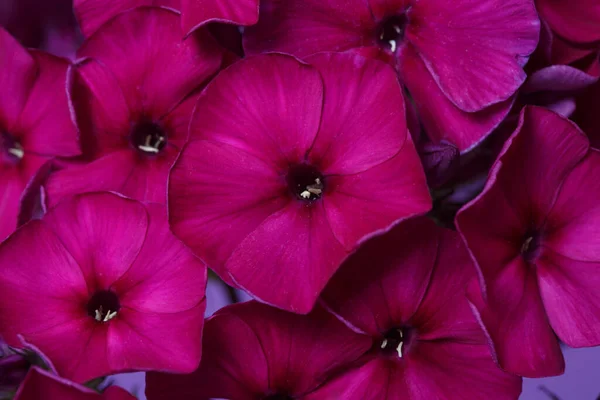 Fragment Der Blütenstände Des Phlox Dunkelrosa Makro — Stockfoto