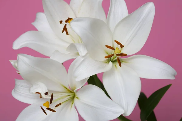 A branch of tender white lilies Isolated on a pink background.
