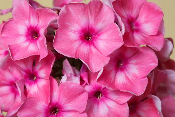 Fragment Des Blütenstandes Von Rosa Phlox Makro — Stockfoto