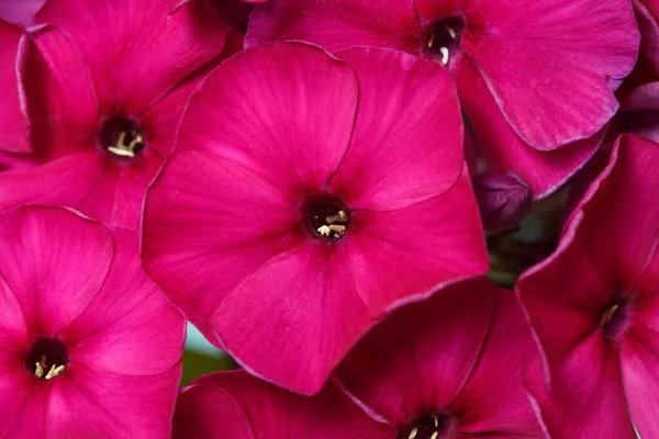 Een Fragment Van Bloeiwijze Van Paarse Phlox Macro — Stockfoto