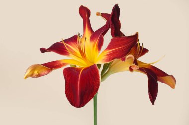 Bej bir arka planda günlük izole edilmiş çok renkli çiçeklerin aşılanması.