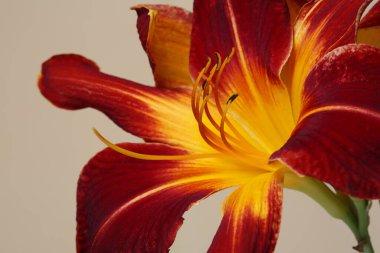 Çok renkli bir çiçeğin bej arka planda izole edilmiş, yakın plan..