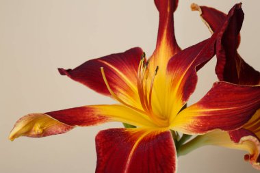 Çok renkli bir çiçeğin bej arka planda izole edilmiş, yakın plan..