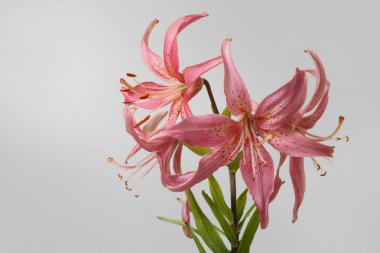 Gri arka planda izole edilmiş güzel pembe zambaklar..