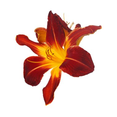 Beyaz arka planda izole edilmiş çok renkli, parlak bir çiçek..