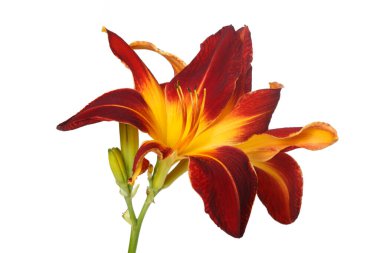 Beyaz bir arka planda günlük izole edilmiş çok renkli parlak çiçek tomurcukları ile enfloresans.