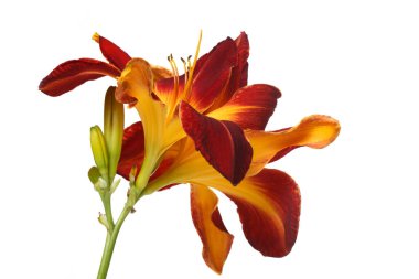 Beyaz bir arka planda günlük izole edilmiş çok renkli parlak çiçek tomurcukları ile enfloresans.