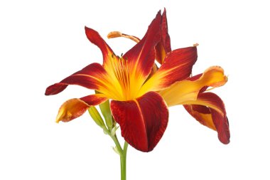 Beyaz bir arka planda günlük izole edilmiş çok renkli parlak çiçek tomurcukları ile enfloresans.