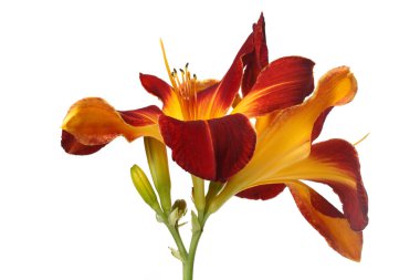 Beyaz bir arka planda günlük izole edilmiş çok renkli parlak çiçek tomurcukları ile enfloresans.