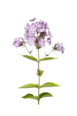 Beyaz bir arkaplanda yalıtılmış narin leylak fenomeni..