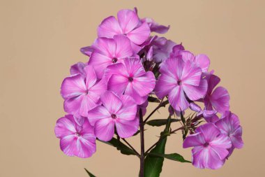 Pembe noktalı fenomen enfeksiyonu. Bej bir arkaplanda izole edilmiş.