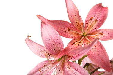 Beyaz arka planda izole edilmiş sıra dışı renkte güzel zambaklar..