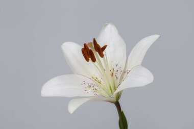 Gri arka planda izole edilmiş yumuşak beyaz zambak çiçeği.