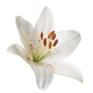 Beyaz bir arka planda beyaz zambak çiçeği.