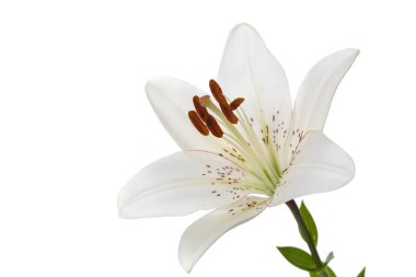 Beyaz bir arka planda beyaz zambak çiçeği.