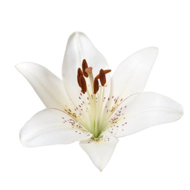 Beyaz bir arka planda beyaz zambak çiçeği.