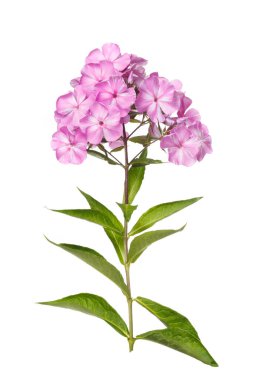 Beyaz arka planda izole edilmiş pembe phlox enfloresansı.