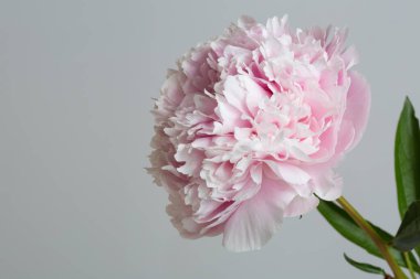 Gri arka planda izole edilmiş yumuşak pembe şakayık çiçeği.