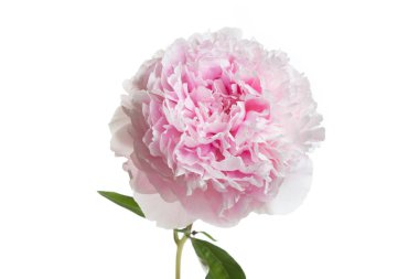 Beyaz arka planda izole edilmiş yumuşak pembe şakayık çiçeği..