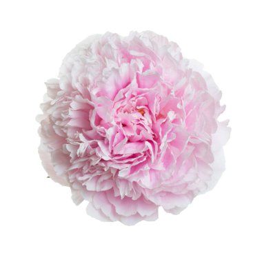 Beyaz arka planda izole edilmiş yumuşak pembe şakayık çiçeği..