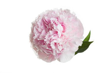 Beyaz arka planda izole edilmiş yumuşak pembe şakayık çiçeği..