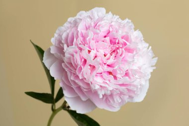 Bej bir arka planda izole edilmiş yumuşak pembe şakayık çiçeği..