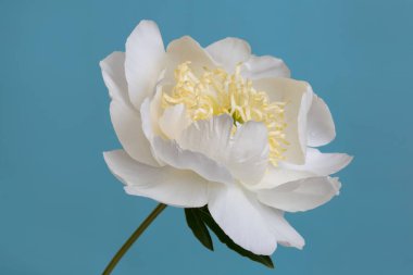 Yumuşak beyaz şakayık çiçeği mavi bir arkaplanda izole edilmiş.