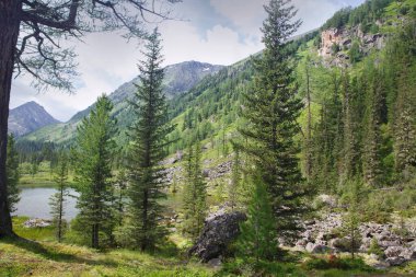 Göl kenarındaki dağ tarlası ormanı Yazın güneşli bir günde, Altai.