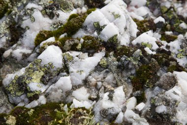 Texture wallpaper, quartz surface sprouted with lichen.