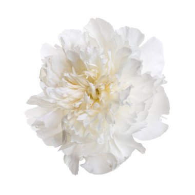 Beyaz arkaplanda soyutlanmış hafif şakayık çiçeği.