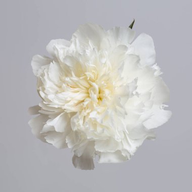 Hafif hafif şakayık çiçeği gri arkaplanda izole edilmiş..