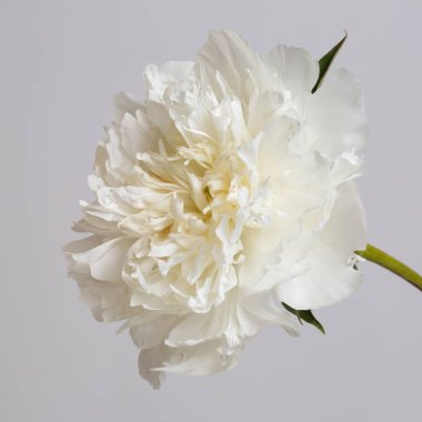 Hafif hafif şakayık çiçeği gri arkaplanda izole edilmiş..