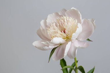 Gri arkaplanda solgun, pembe şakayık çiçeği..