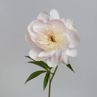 Hafif şakayık çiçeği gri arkaplanda izole edilmiş..