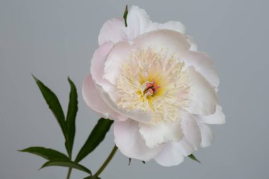 Hafif şakayık çiçeği gri arkaplanda izole edilmiş..