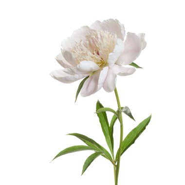 Beyaz arka planda soyutlanmış hafif şakayık çiçeği..