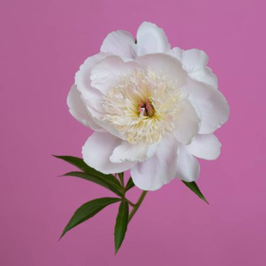 Beyaz şakayık çiçeği, pembe arka planda yumuşak sarı mizah çiçekleri..