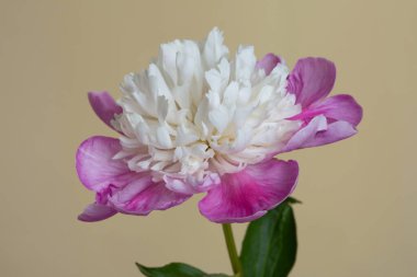 Beyaz küresel merkezli güzel şakayık çiçeği ve bej arkaplanda izole edilmiş pembe taç yaprakları..