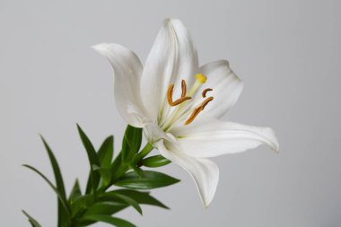 Gri arkaplanda izole edilmiş beyaz zambak çiçeği.