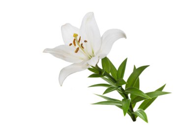 Beyaz arkaplanda izole edilmiş yumuşak beyaz zambak çiçeği.