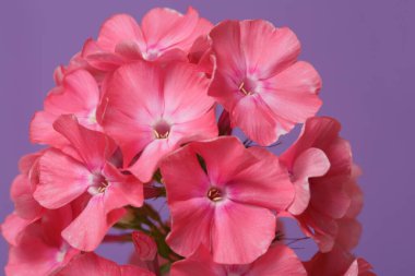 Mor arka planda izole edilmiş pembe phlox 'un enfloresansı.
