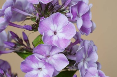 Bej bir arkaplanda yalıtılmış leylak fenomeni..