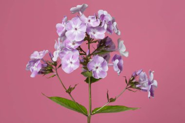 Pembe arka planda yalıtılmış leylak fenomeni..